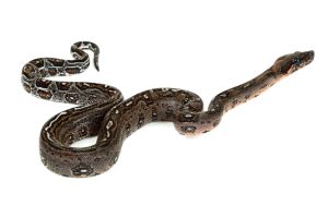 Boa c.imperator , Sonora leopard